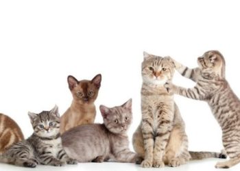 Quelle est la meilleure race de chat pour vivre en appartement ?