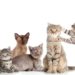 Quelle est la meilleure race de chat pour vivre en appartement ?