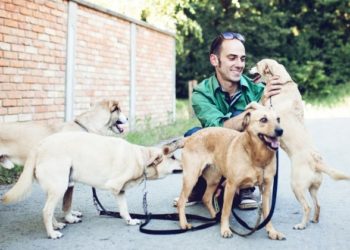 Quel est le chat qui coûte le moins cher ?