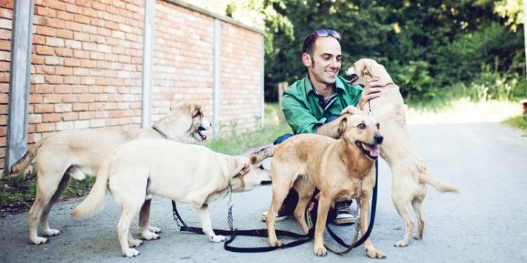 Quel est le chat qui coûte le moins cher ?