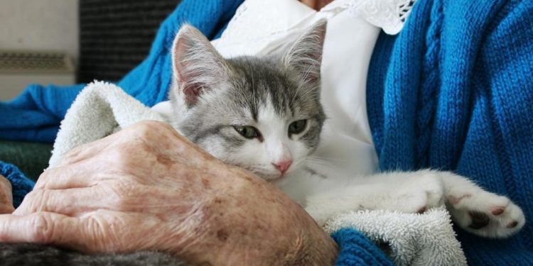 Quel est le meilleur chat de compagnie ?