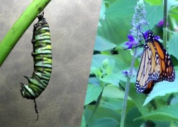 Quelle chenille qui devient papillon ?