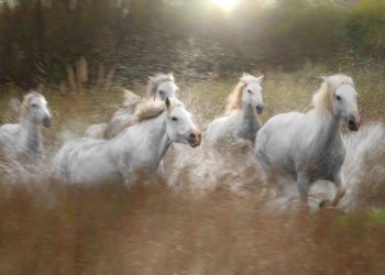 Quel est le meilleur cheval pour un débutant ?