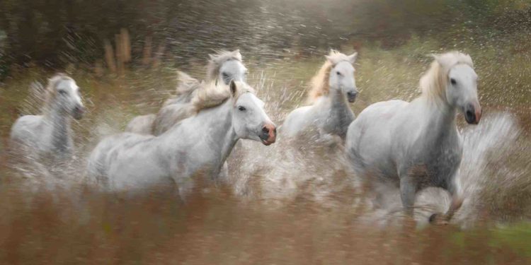 Quel est le meilleur cheval pour un débutant ?