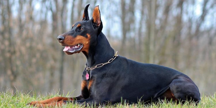 Quels sont les chiens d'attaque ?