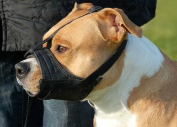 Quel croisement pour un staff ?