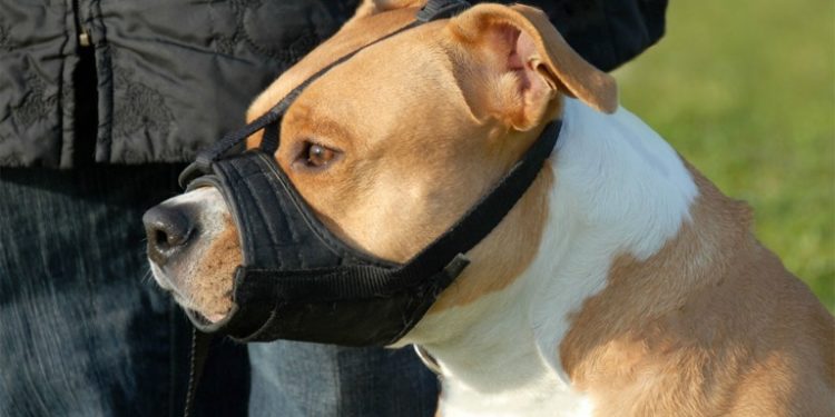 Quel croisement pour un staff ?