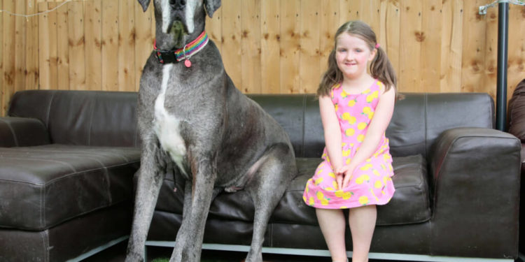 Quelle est la race de chien la plus grosse ?