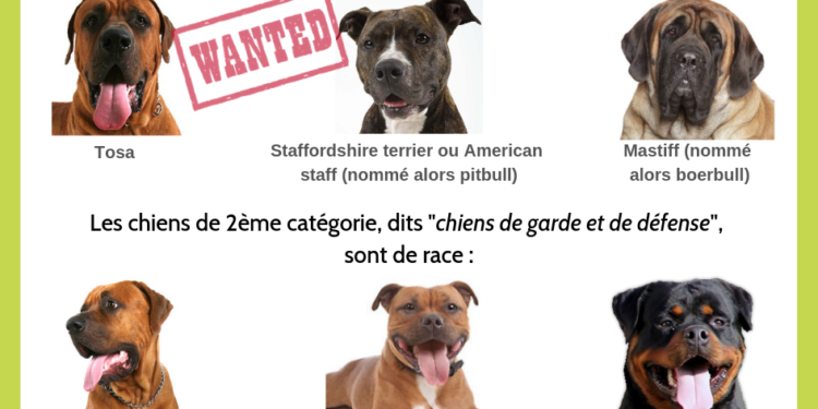 Quels sont les chiens de catégorie 3 ?