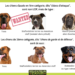 Quels sont les chiens de catégorie 3 ?