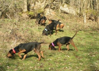 Quel est le meilleur chien pour chasser le sanglier ?