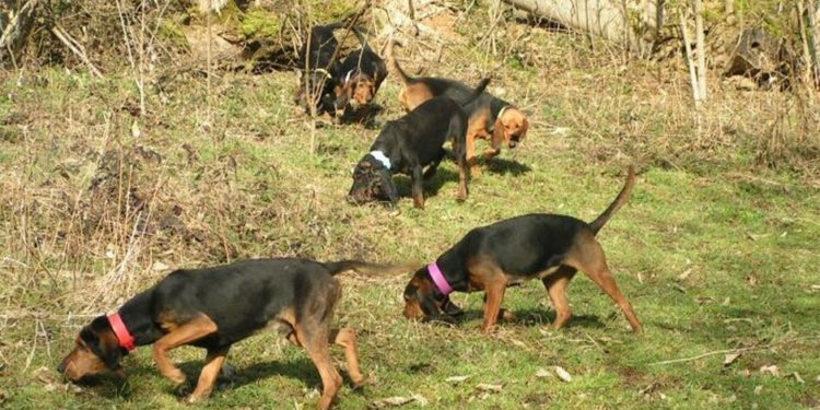 Quel est le meilleur chien pour chasser le sanglier ?