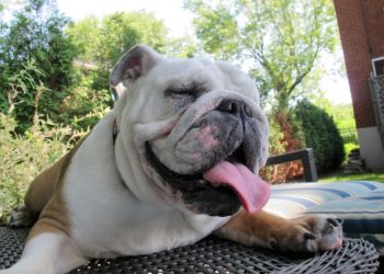 Quelles sont les races de chiens les plus petites ?