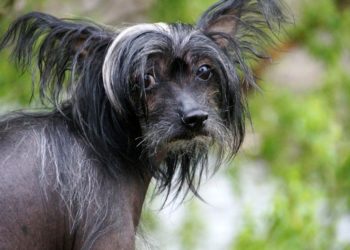 Quels sont les chiens hypoallergéniques ?