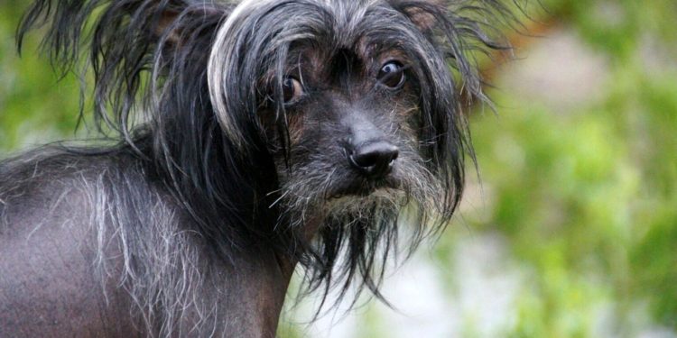 Quels sont les chiens hypoallergéniques ?