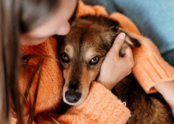 Quel chien pour mamie ?