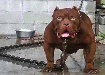 Quels sont les chiens classes dangereux ?