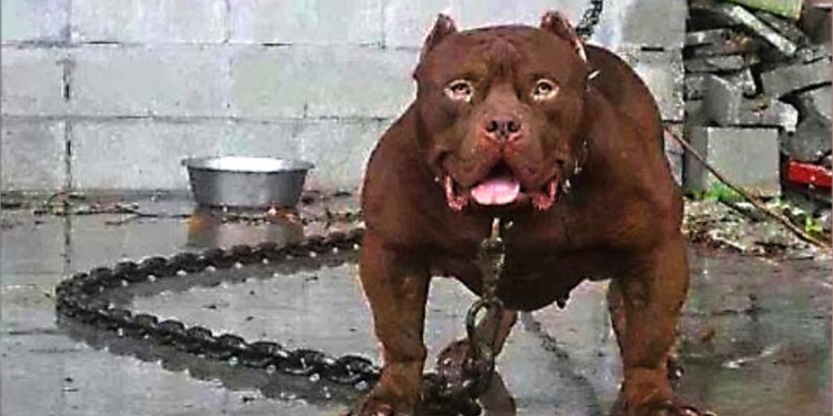 Quels sont les chiens classes dangereux ?