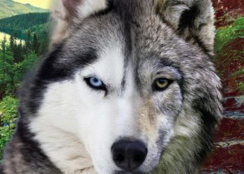 Comment reconnaître un chien loup ?