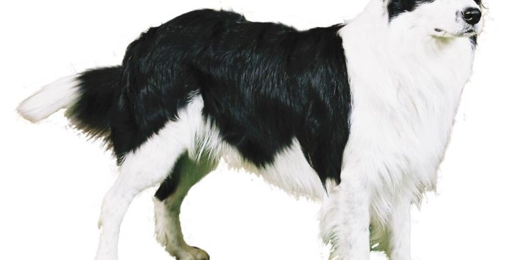 Quelle race de chien est interdit en France ?