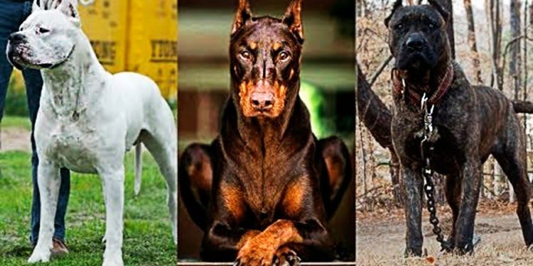 Quel chien son interdit en France ?