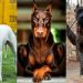 Quel chien son interdit en France ?
