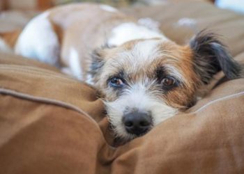 Pourquoi un chien n'aboie pas ?