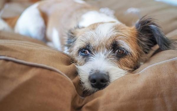 Pourquoi un chien n'aboie pas ?