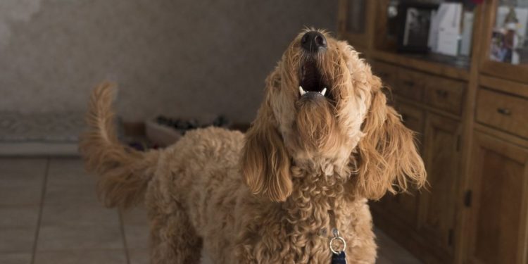 Pourquoi le caniche aboie ?