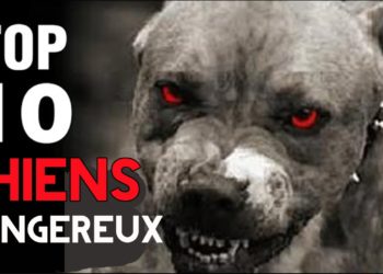 Quel est le chien le plus dangereux en France ?