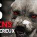 Quel est le chien le plus dangereux en France ?