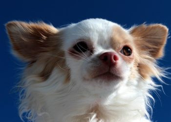 Quelle est la race de chien qui vit le plus longtemps ?