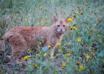 Quelles sont les croquettes les plus naturelles ?