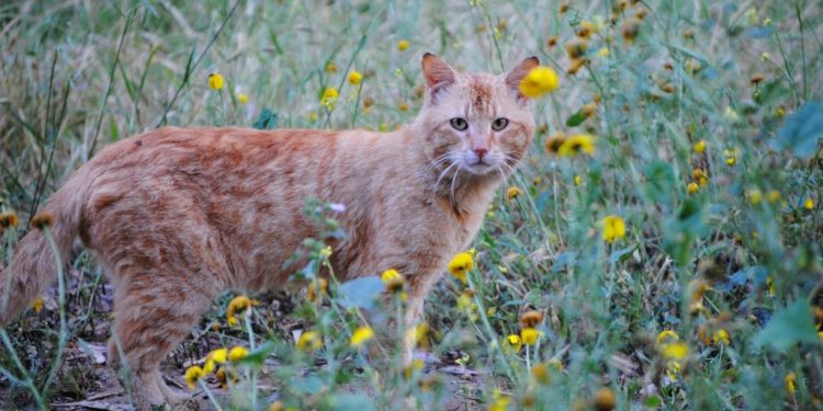 Quelles sont les croquettes les plus naturelles ?