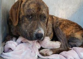 Quand un chien a du mal à respirer ?