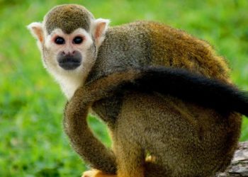 Quel est le nom de petit singe ?