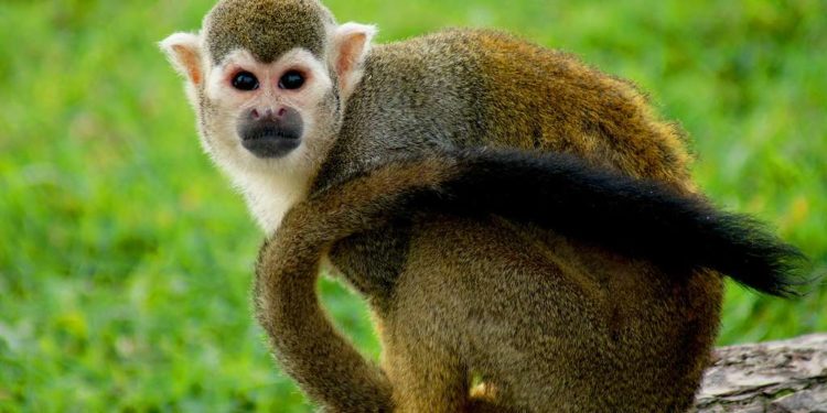 Quel est le nom de petit singe ?