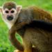 Quel est le nom de petit singe ?