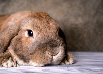 Quel est le prix d'un chihuahua ?