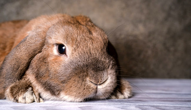 Quel est le prix d'un chihuahua ?