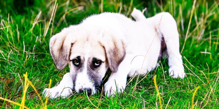 Puis-je donner de la cortisone à mon chien ?