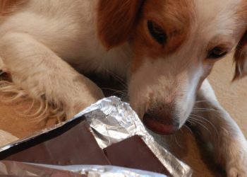 Est-ce qu'un chien peut faire une crise de foie ?