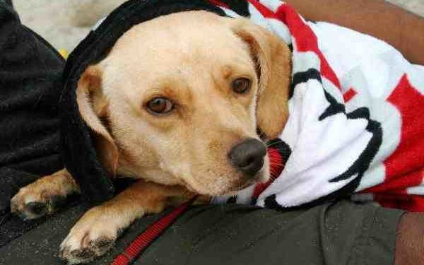 Est-ce que les chiens ont des ganglions ?