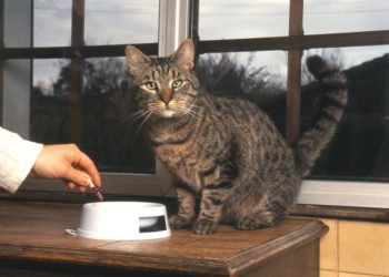 Quel médicament donner à un chat pour la douleur ?