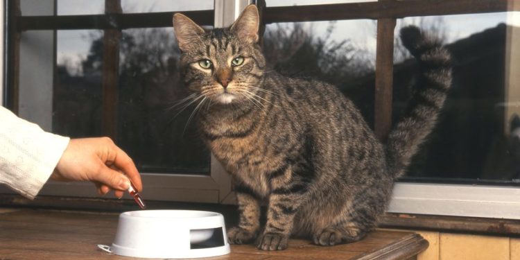 Quel médicament donner à un chat pour la douleur ?