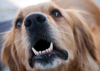 Pourquoi mon chien a un comportement bizarre ?