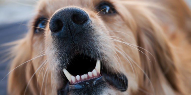 Pourquoi mon chien a un comportement bizarre ?