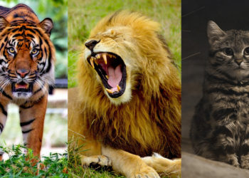 Quel est le félin le plus fort ?