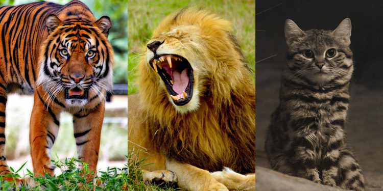 Quel est le félin le plus fort ?