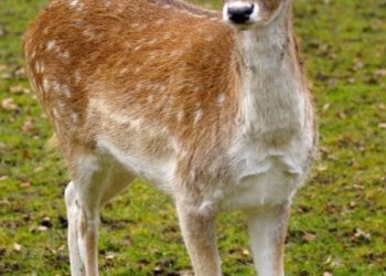 Comment s'appelle la femelle du macaque ?